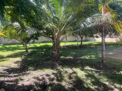 a group of palm trees in a yard at Villa amalu in Cabarete
