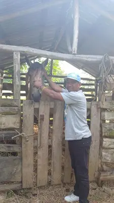 a man standing next to a cow behind a fence at las taranas villa tropical