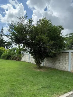 a tree in a yard next to a wall at Charming villa in San Pedro de Macorís
