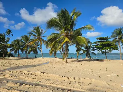 a group of palm trees on a sandy beach at Apartamento a estrenar con acceso privado a la playa in Punta Cana