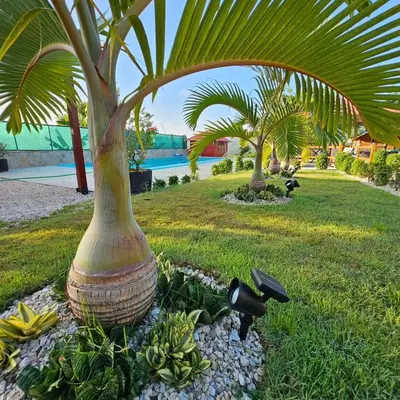 a palm tree in a field with some plants at Villa Monte Alba in San Felipe de Puerto Plata