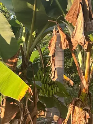 a bunch of bananas hanging from a banana tree at La Cabañita de Jardín del Coco in Las Galeras