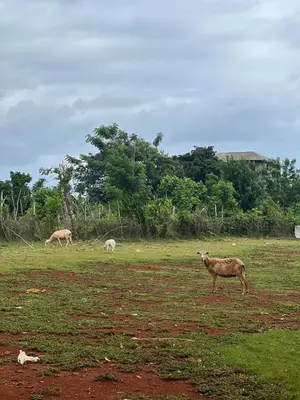 a group of animals grazing in a field at La Cabañita de Jardín del Coco in Las Galeras