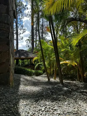 a stone pathway with palm trees and a bench at Villa Orquidea in Buena Vista