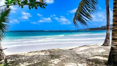 a beach with palm trees and the ocean at El Pelicano Apart-Hotel in Las Galeras