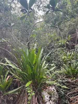 a plant in the middle of a forest at Maravilla Bayahibe , Stylish Apartment, Pool a Wifi in Bayahibe