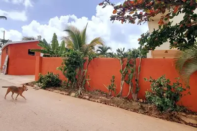 a dog walking down a street next to a fence at Bright studio in the heart of Las Galeras in Las Galeras