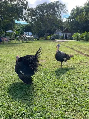 two birds standing in the grass in a field at Dreamvilles Ecovillage in Las Galeras