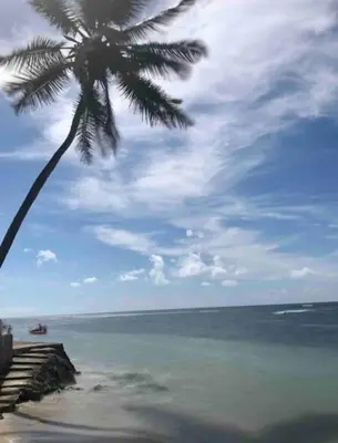 a palm tree on a beach with the ocean at Juan Dolio 2BR Apt Beach front in Juan Dolio
