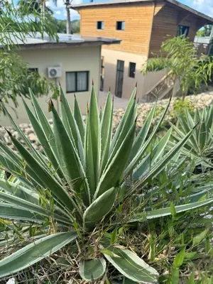 a green plant in front of a house at Las Indgenas 6BR Pool Jacuzzi Gazebo in Imbert