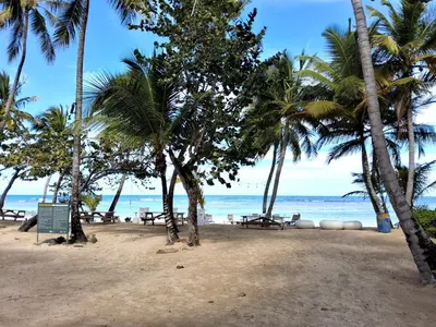 a beach with palm trees and benches and the ocean at Gorgeous large condo, quiet beachfront complex in Las Terrenas