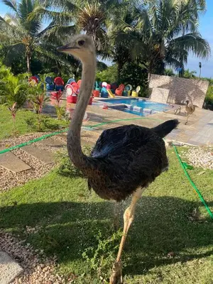 an ostrich standing in the grass near a pool at Rancho Paraíso Escondido