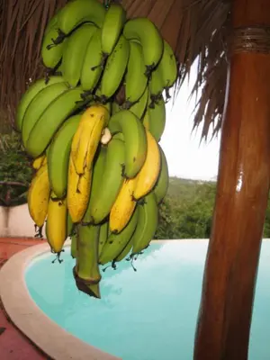 a bunch of green and yellow bananas hanging from a tree at villa vue mer in Las Terrenas