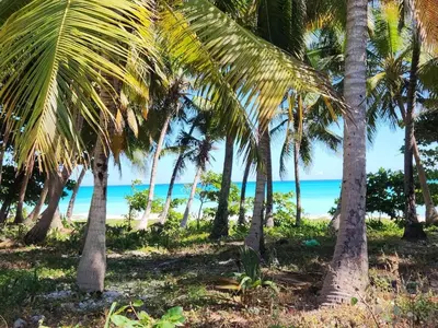 a group of palm trees on the beach at 2 Bdrm, 1 Bath, Wifi, Near River and Beach, 4L, Paraiso, Barahona in Paraíso