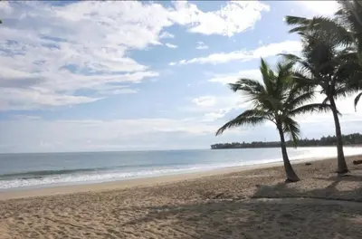 two palm trees on a beach with the ocean at Presidential Suites 1 bedroom with kitchen in Cabarete