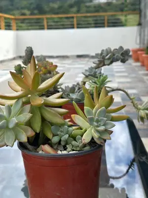 a group of potted plants sitting on a table at Azotea Quinta Galarza