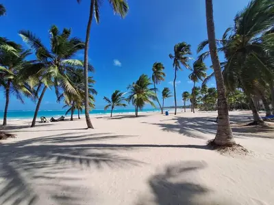 a beach with palm trees and the ocean at Apartamento Luxury Punta Cana in Punta Cana