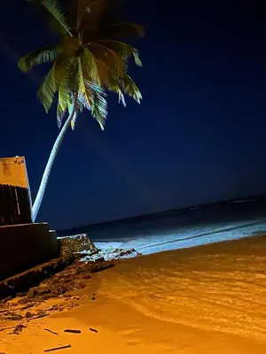 a palm tree on a sandy beach with the ocean at Villas Caribe in Juan Dolio