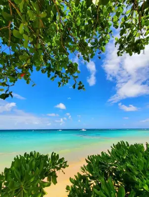 a beach with a view of the ocean at Las Terranas Dream Condo in Las Terrenas