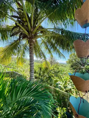 a palm tree in the middle of a jungle at Villa Anaylia