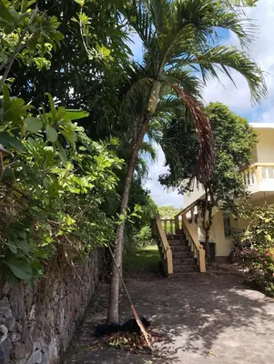 a palm tree in front of a house at Casa mar in Las Galeras