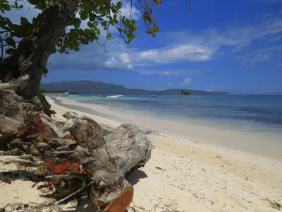 a tree on a sandy beach with the ocean at Villa Talanquera in Las Galeras