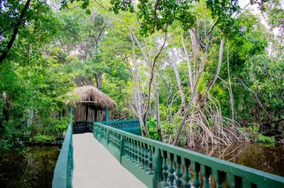 a bridge over a river in a forest with trees at Grand Bavaro Princess - All Inclusive in Punta Cana