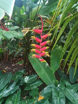a red flower on a plant with green leaves at Villa Carolina Bed and Breakfast in San Felipe de Puerto Plata