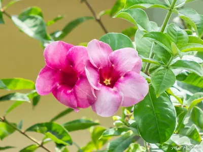 a pink flower on a plant with green leaves at Résidence Villas Les Hibiscus in Las Terrenas