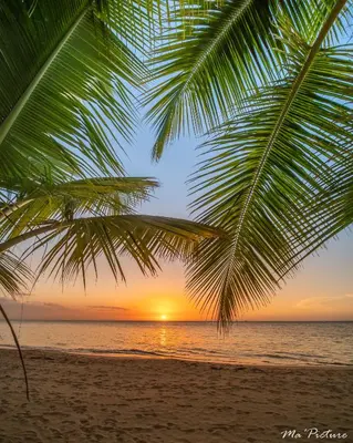 a palm tree on a beach with a sunset at Résidence Villas Les Hibiscus in Las Terrenas
