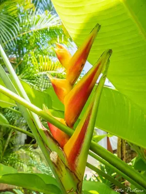 a group of flowers on a banana tree at Résidence Villas Les Hibiscus in Las Terrenas