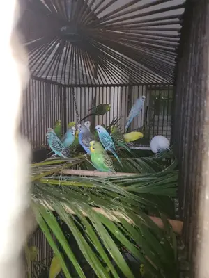 a group of birds sitting in a bird cage at Susy paradise in Sosúa