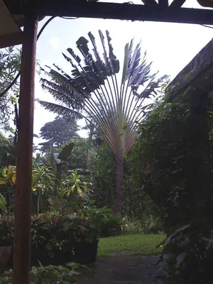 a palm tree in the middle of a garden at Ecotopía Park in El Hoyo del Cacao