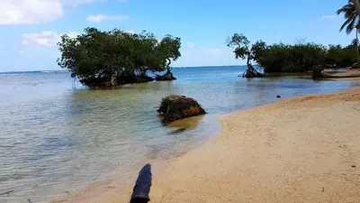 a person standing on a beach with trees in the water at Residencia El Balatà in Las Terrenas