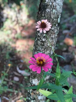 two pink flowers growing on the side of a tree at Aventura Rincon Ecolodge in Las Galeras