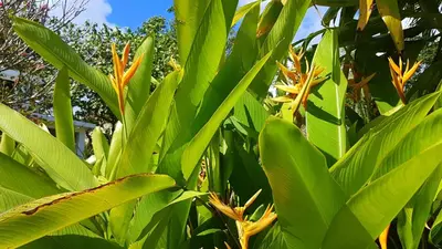 a plant with green leaves and orange flowers at La Belle Créole in Las Galeras