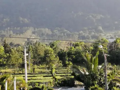 a view of a forest of trees with a mountain at Villa Laura Jarabacoa in Jarabacoa