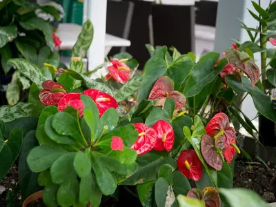 a group of red flowers in a garden at Hotel Neptuno Refugio in Boca Chica