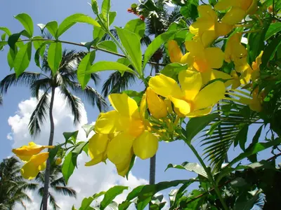 a group of yellow flowers in front of a palm tree at Hotel Playa Colibri in Las Terrenas