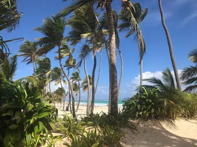 a group of palm trees on a beach at Terraza Art Villa Dominicana in Punta Cana
