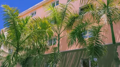 two palm trees in front of a pink building at Hotel Marimba Punta Cana in Punta Cana