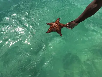 a person holding a starfish in the water at 1 Sol Dominicus Solo Adultos Habitación con Entrada Independiente y Baño Privado in Bayahibe