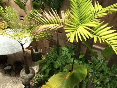 a group of palm trees and plants in pots at El Beaterio Casa Museo in Santo Domingo