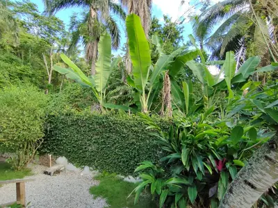 a garden with green plants and palm trees at House Jardin Del Caribe in Las Terrenas