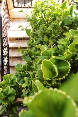 a bunch of green plants next to some stairs at Aparta-Hotel Villa Baya in Bayahibe
