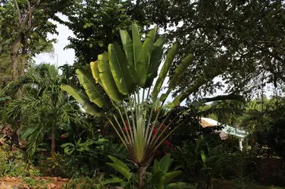 a palm tree with green leaves in a garden at La Casa Del Arbol in Las Galeras