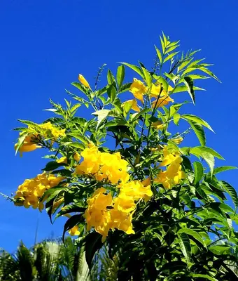 a bunch of yellow flowers on a tree at Solazul in Las Galeras