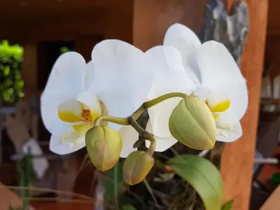 a white flower in a vase on a table at Solazul in Las Galeras