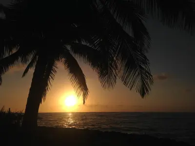 a palm tree with the sunset in the background at Baoba Breeze Bed & Breakfast- beachfront paradise in Cabrera
