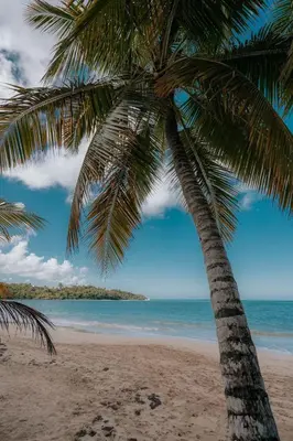 a palm tree on a beach with the ocean at Condo Hotel Playa Las Ballenas in Las Terrenas